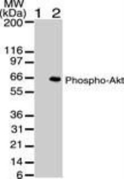 AKT1, p Ser473 Antibody (104A282) - BSA Free, Novus Biologicals:Antibodies:Primary